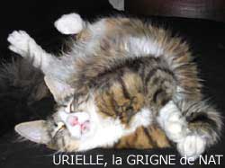chat